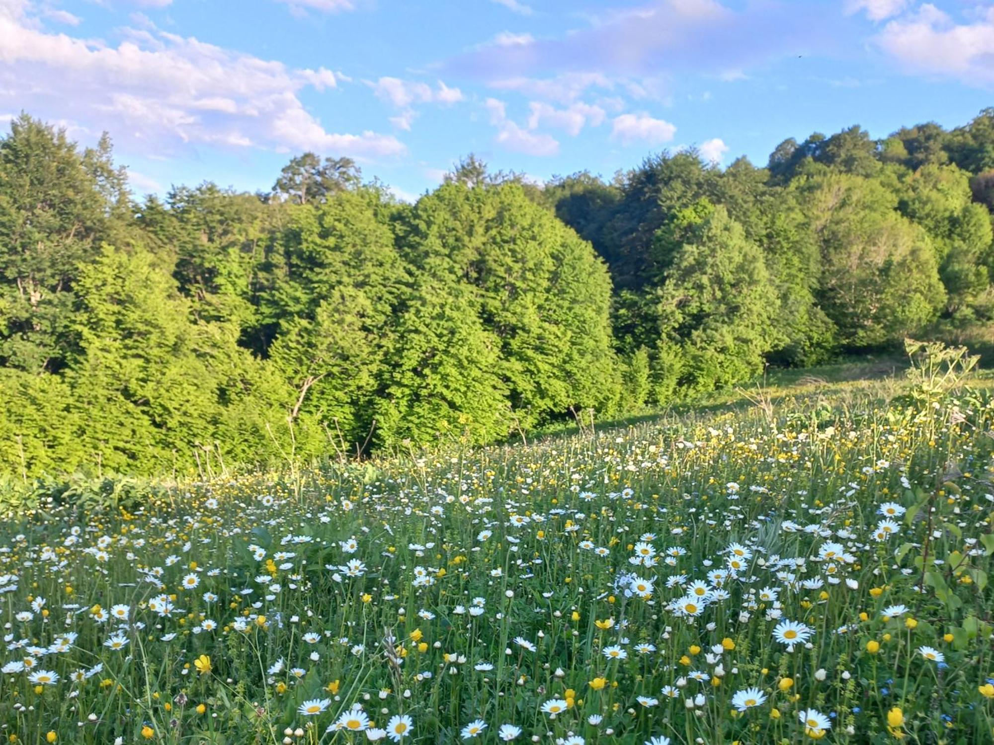 Dilivita Rest House Dilidżan Zewnętrze zdjęcie